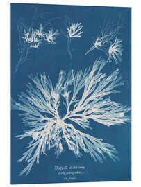 Cuadro de plexi-alu Blue prints - Dictyota dichotoma
