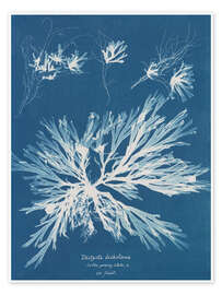 Poster Blue prints - Dictyota dichotoma