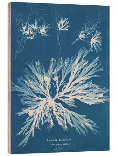 Wood print Blue prints - Dictyota dichotoma