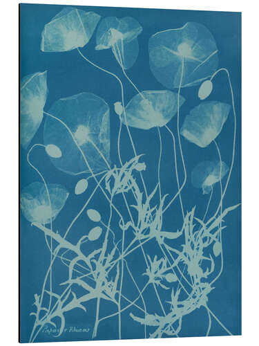 Aluminium print Blue Prints - Papaver rhoeas