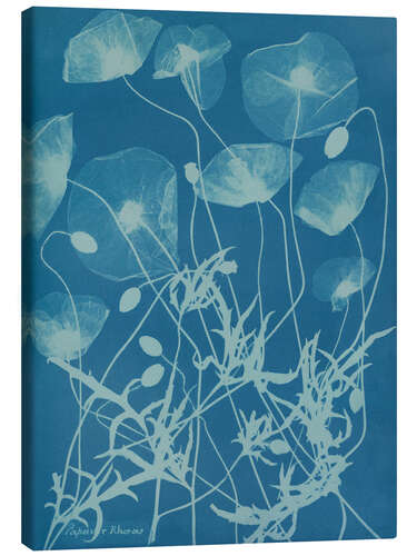 Canvas print Blue Prints - Papaver rhoeas