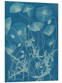 Stampa su PVC Blue Prints - Papaver rhoeas