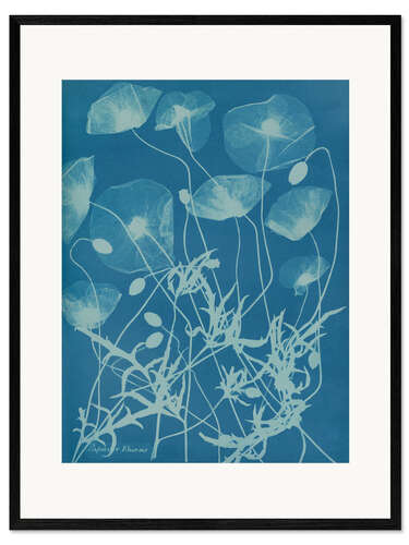 Kehystetty taidepainatus Blue Prints - Papaver rhoeas