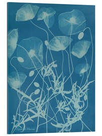 Cuadro de plexi-alu Blue Prints - Papaver rhoeas