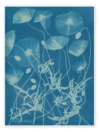 Poster Blue Prints - Papaver rhoeas