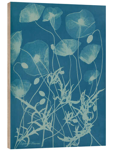 Wood print Blue Prints - Papaver rhoeas