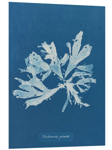Hartschaumbild Blue Prints - Rhodomenia palmata