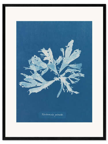 Ingelijste kunstdruk Blue Prints - Rhodomenia palmata