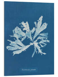 Cuadro de plexi-alu Blue Prints - Rhodomenia palmata