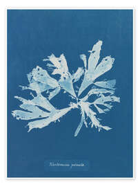 Wandbild Blue Prints - Rhodomenia palmata - Anna Atkins