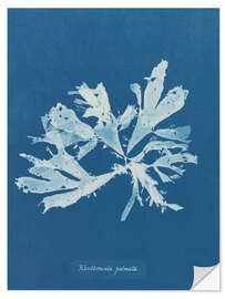 Wall sticker Blue Prints - Rhodomenia palmata
