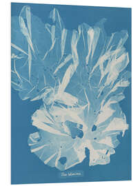Foam board print Blue Prints - Ulva latissima