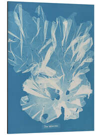 Magnettafel Blue Prints - Ulva latissima