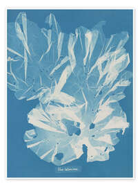 Wandbild Blue Prints - Ulva latissima - Anna Atkins