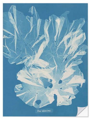 Wall sticker Blue Prints - Ulva latissima