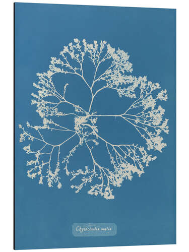 Tableau en aluminium Blue Prints - Chylocladia ovalis