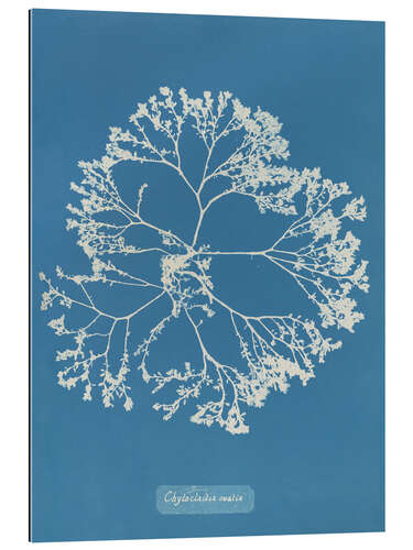 Quadro em plexi-alumínio Blue Prints - Chylocladia ovalis