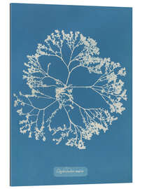 Cuadro de plexi-alu Blue Prints - Chylocladia ovalis