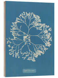 Wood print Blue Prints - Chylocladia ovalis