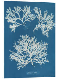 Acrylglasbild Blue Prints - Delesseria alata