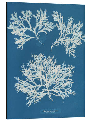 Cuadro de plexi-alu Blue Prints - Delesseria alata