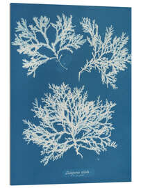 Cuadro de plexi-alu Blue Prints - Delesseria alata