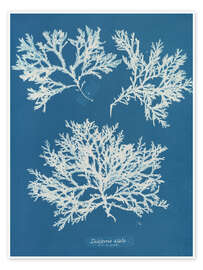 Wandbild Blue Prints - Delesseria alata - Anna Atkins