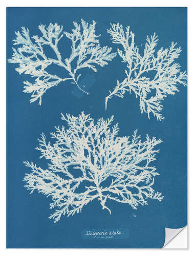 Wall sticker Blue Prints - Delesseria alata
