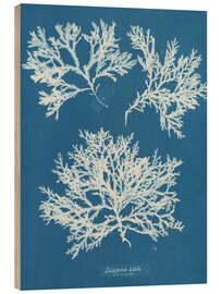 Wood print Blue Prints - Delesseria alata