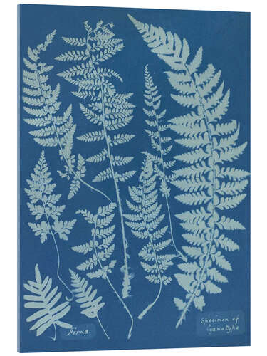 Akrylbilde Blue Prints - Ferns