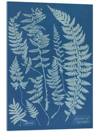 Akrylbilde Blue Prints - Ferns