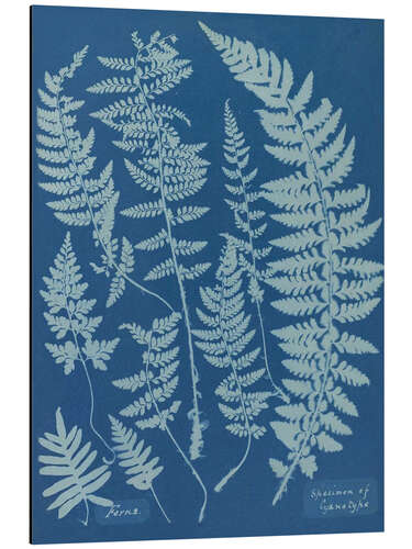 Tableau en aluminium Blue Prints - Ferns