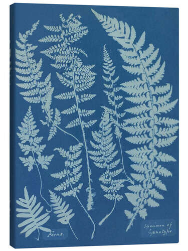 Leinwandbild Blue Prints - Ferns