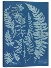 Canvastavla Blue Prints - Ferns