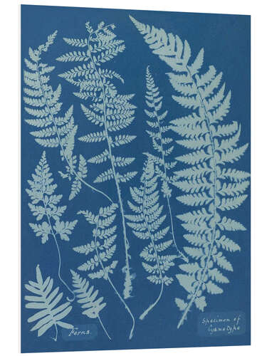 Stampa su PVC Blue Prints - Ferns