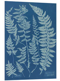 Foam board print Blue Prints - Ferns - Anna Atkins