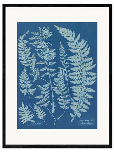 Ingelijste kunstdruk Blue Prints - Ferns