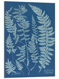 Cuadro de plexi-alu Blue Prints - Ferns