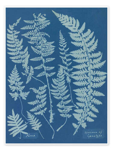 Poster Blue Prints - Ferns