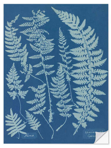 Vinilo para la pared Blue Prints - Ferns