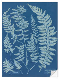 Vinilo para la pared Blue Prints - Ferns