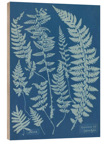 Wood print Blue Prints - Ferns