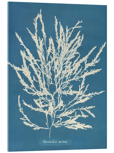 Akrylglastavla Blue Prints - Odonthalia dentata