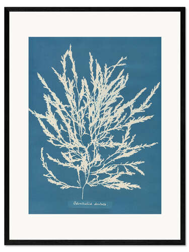 Stampa artistica con cornice Blue Prints - Odonthalia dentata