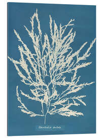 Cuadro de plexi-alu Blue Prints - Odonthalia dentata