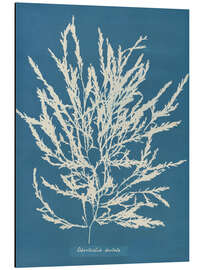 Magnettafel Blue Prints - Odonthalia dentata