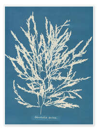 Wandbild Blue Prints - Odonthalia dentata - Anna Atkins