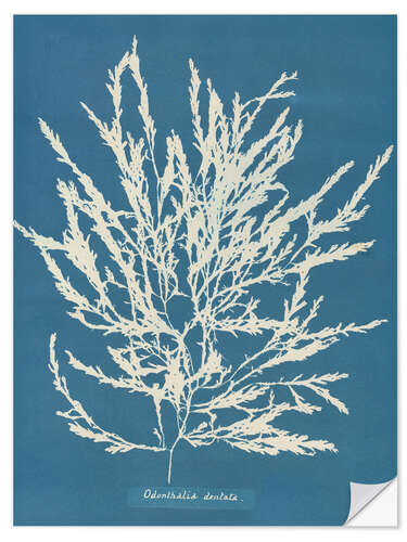 Wall sticker Blue Prints - Odonthalia dentata