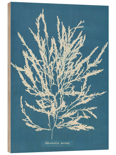 Trätavla Blue Prints - Odonthalia dentata