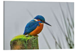 Obraz na aluminium Kingfisher